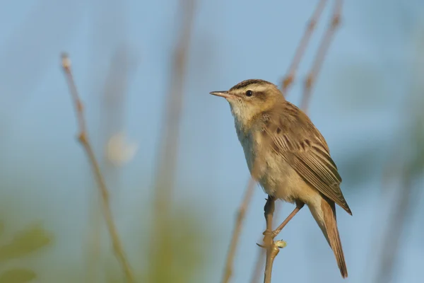 Wild Bird Natural Habitat Nature Series — Stock Photo, Image