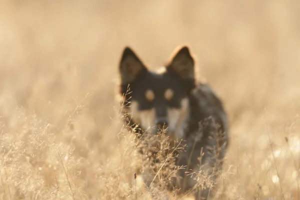 Engraçado Cão Dia Ensolarado Animais Série — Fotografia de Stock