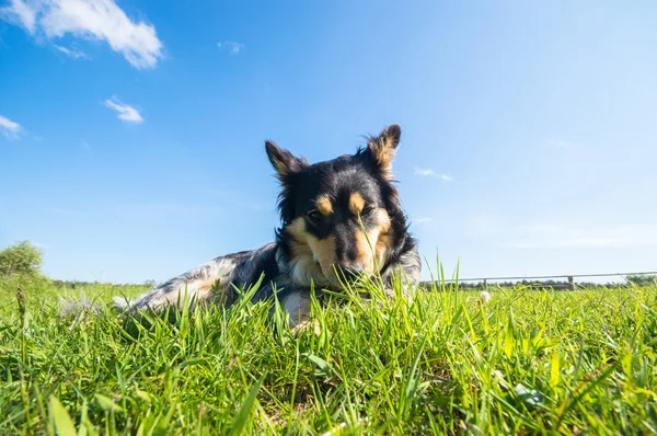 Grappige Hond Zonnige Dag Dieren Serie — Stockfoto
