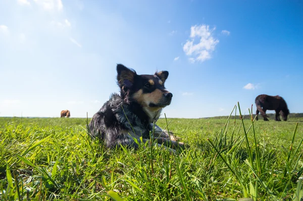 Lustiger Hund Bei Sonnigem Tag Tierserie — Stockfoto