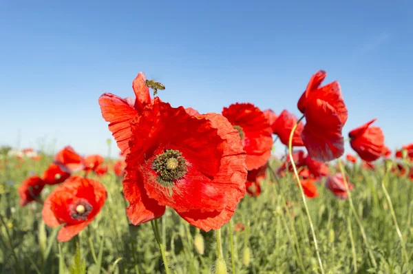 花はカラフルな背景マクロ写真自然シリーズ — ストック写真