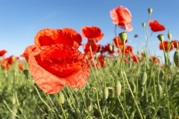 花はカラフルな背景マクロ写真自然シリーズ — ストック写真