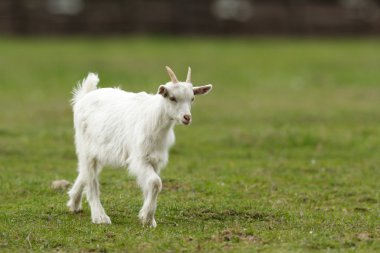 Yaz mera, doğa serisi keçi