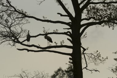 Mavi gökyüzü, doğa serisi ile renk arka plan üzerinde eski büyük ağaç