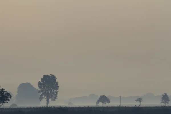 Niebla Mañana Sobre Prado Serie Naturaleza — Foto de Stock