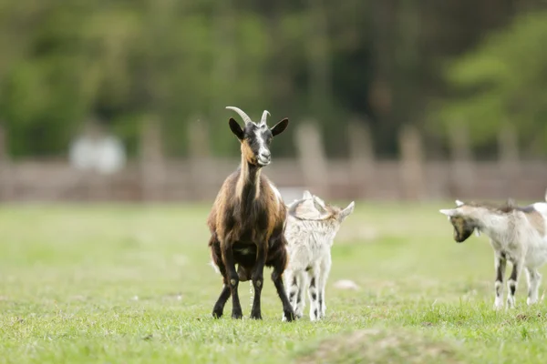 Capra Pascolo Estivo Serie Natura — Foto Stock