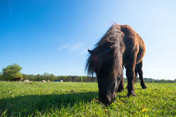 Horse Field Farm Animals Nature Series — Stock Photo, Image