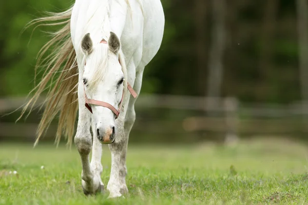 Cheval Dans Champ Animaux Ferme Série Nature — Photo