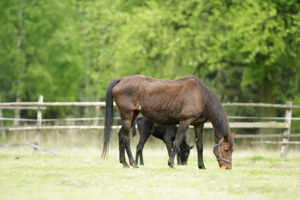 Pferd Feld Nutztiere Naturserie — Stockfoto