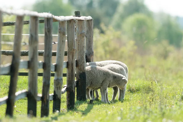 Schafe Auf Gras Mit Blauem Himmel Einige Blicken Die Kamera — Stockfoto