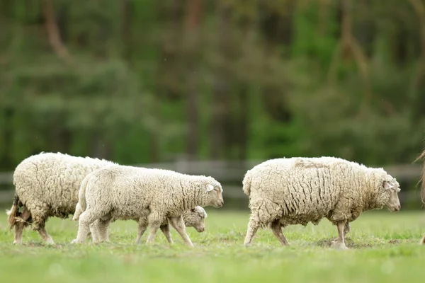 Owce Trawie Błękitnego Nieba Niektóre Patrząc Kamery — Zdjęcie stockowe