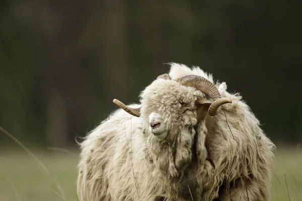 Sheep Grass Blue Sky Some Looking Camera — Stock Photo, Image