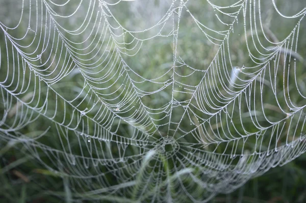 Spider Web Med Farverig Baggrund Natur Serie - Stock-foto