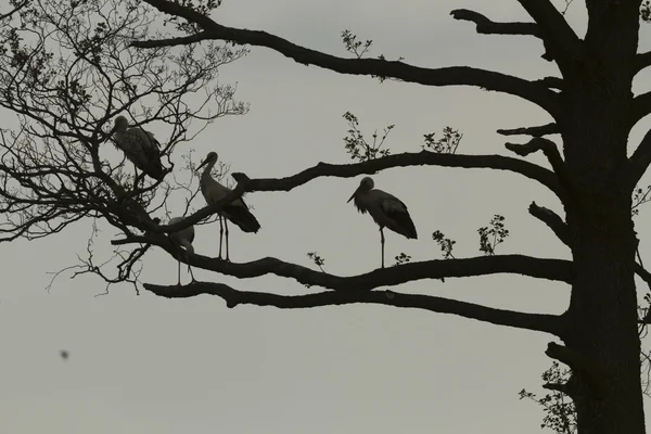 コウノトリは自然シリーズ 晴れた日に緑の草 — ストック写真