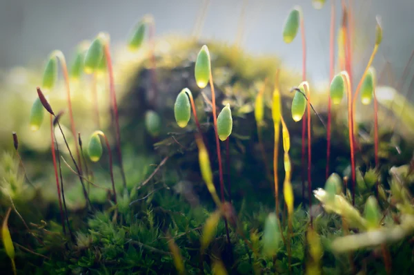 Pflanzen Für Natürlichen Hintergrund Natur Serien — Stockfoto