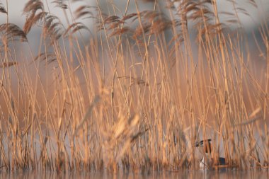Doğal ortamdaki vahşi kuş, doğa serisi.