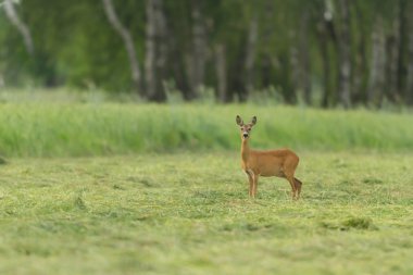 esir içinde geyik, bir kafes geyik, Doğa Serisi