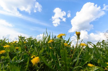 Renkli bir arkaplan olarak çiçekler, makro fotoğraf, doğa serisi