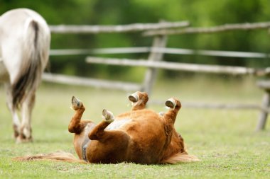 Tarladaki at, çiftlik hayvanları, doğa serisi.