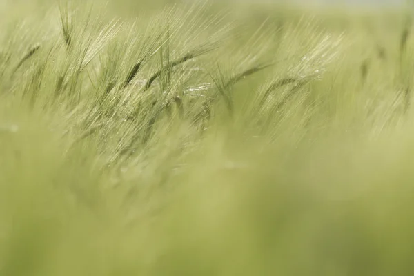 Campi Agricoli Natura Agricoltura Serie Agricole — Foto Stock