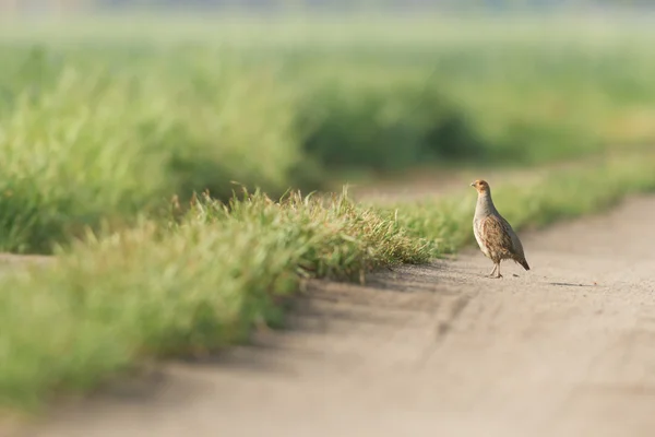 Wilde Vogel Natuurlijke Habitat Natuur Serie — Stockfoto