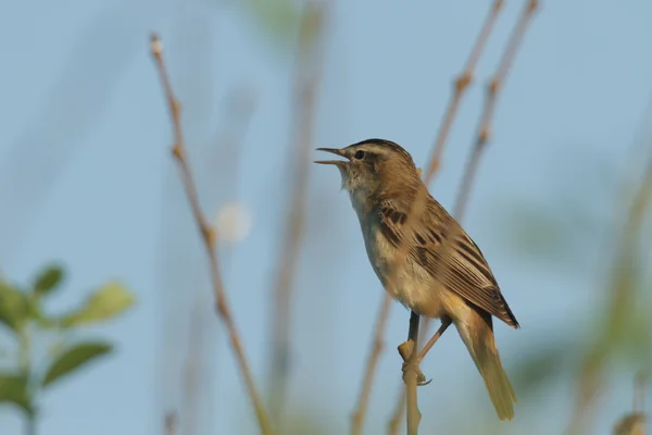 Wilde Vogel Natuurlijke Habitat Natuur Serie — Stockfoto