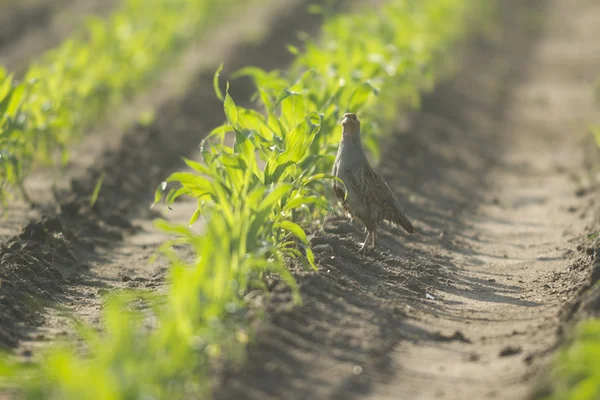 Vilda Fåglar Naturliga Livsmiljöer Naturserier — Stockfoto