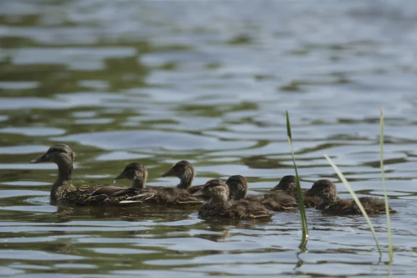 Viele Vögel Ihrem Natürlichen Lebensraum Naturreihen — Stockfoto