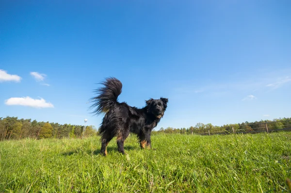 Chien Drôle Dans Journée Ensoleillée Série Animaux — Photo