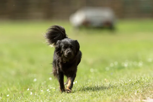 Lustiger Hund Bei Sonnigem Tag Tierserie — Stockfoto