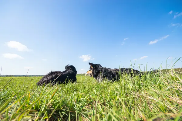 Perro Divertido Día Soleado Serie Animales —  Fotos de Stock