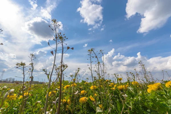 Květiny Jako Barevné Pozadí Makro Fotografie Přírodní Série — Stock fotografie