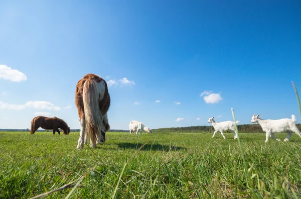 Caballo Campo Animales Granja Series Naturaleza —  Fotos de Stock