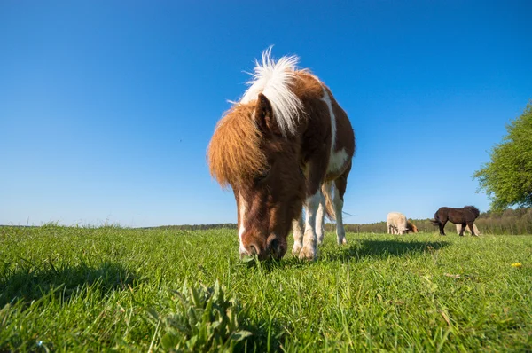 Kůň Poli Hospodářská Zvířata Série Přírody — Stock fotografie