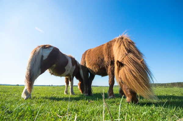 Häst Åker Lantbruksdjur Naturserie — Stockfoto