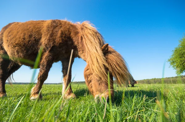 Cheval Dans Champ Animaux Ferme Série Nature — Photo