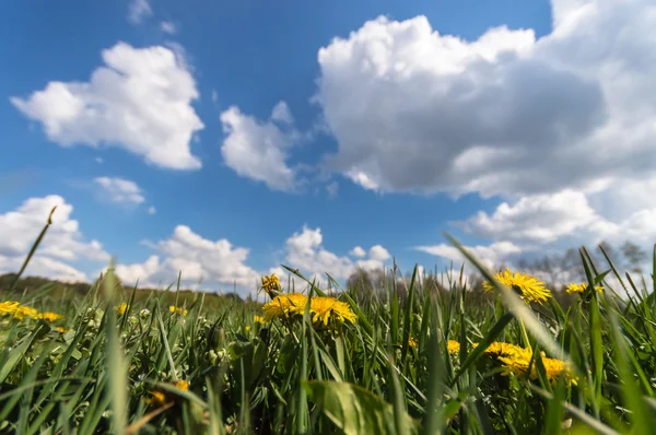 Přírodní Zelené Barevné Venkovské Louka Série Nature — Stock fotografie