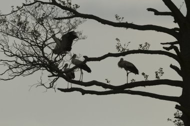 güneşli bir gün, doğa serisi yeşil çim üzerinde leylek