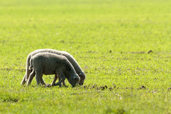 Schapen Gras Met Blauwe Hemel Sommige Kijken Naar Camera — Stockfoto