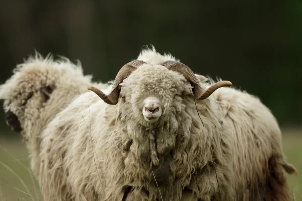 Sheep Grass Blue Sky Some Looking Camera — Stock Photo, Image