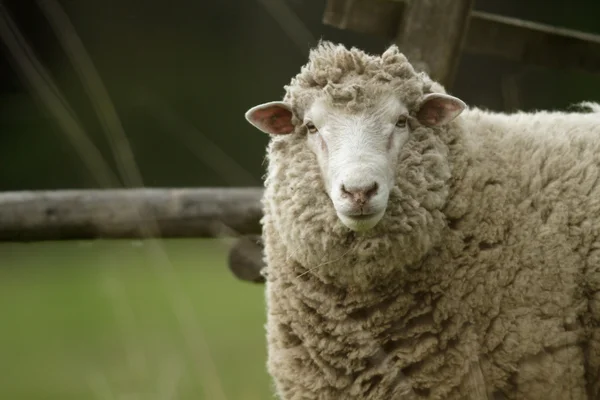 Πρόβατα Στο Γρασίδι Μπλε Ουρανό Κάποια Κοιτάζοντας Την Κάμερα — Φωτογραφία Αρχείου