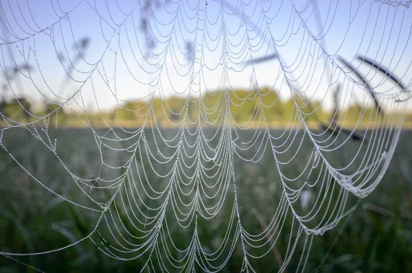 Spinnennetz Mit Buntem Hintergrund Natur Serie — Stockfoto