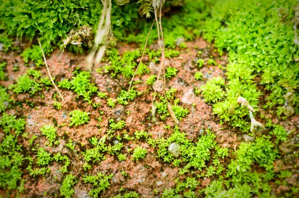 Plantes Pour Fond Naturel Série Nature — Photo