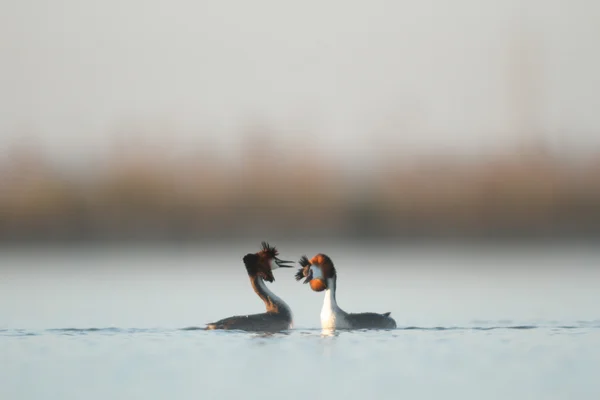 Vilda Fåglar Naturliga Livsmiljöer Naturserier — Stockfoto