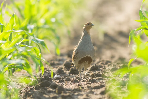 Landwirtschaftlicher Bereich Natur Und Landwirtschaft — Stockfoto