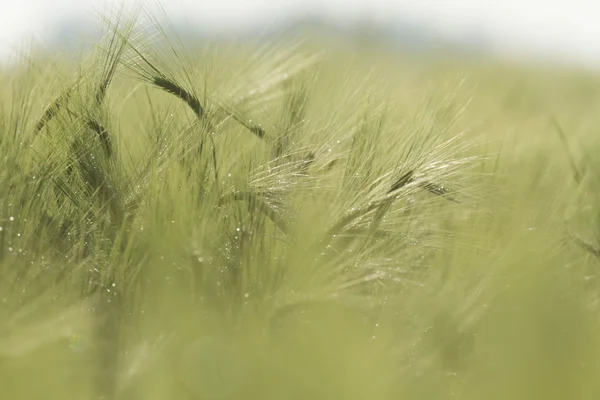 Champ Agricole Nature Agriculture Série Agricole — Photo