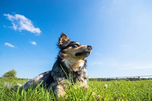 Lustiger Hund Bei Sonnigem Tag Tierserie — Stockfoto