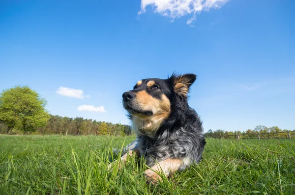 Funny Dog Sunny Day Animals Series — Stock Photo, Image