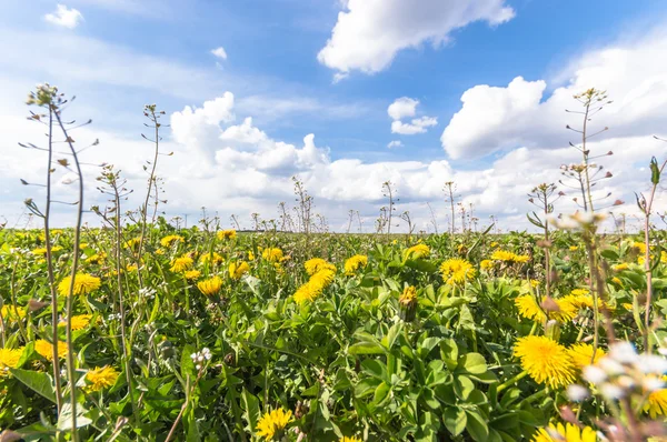 Renkli Bir Arkaplan Olarak Çiçekler Makro Fotoğraf Doğa Serisi — Stok fotoğraf