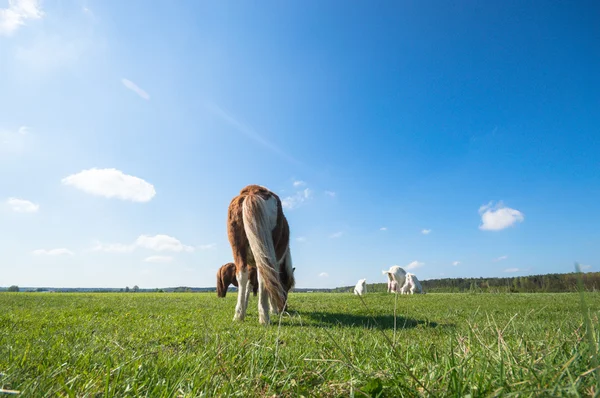 Horse Field Farm Animals Nature Series — Stock Photo, Image